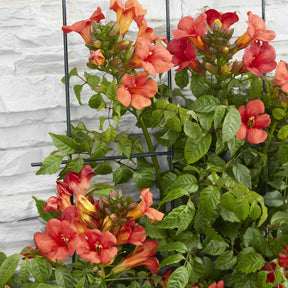Campsis x tagliabuana 'fire trumpet' - Trompetenblume 'Fire Trumpet' - Campsis - Trompetenblume