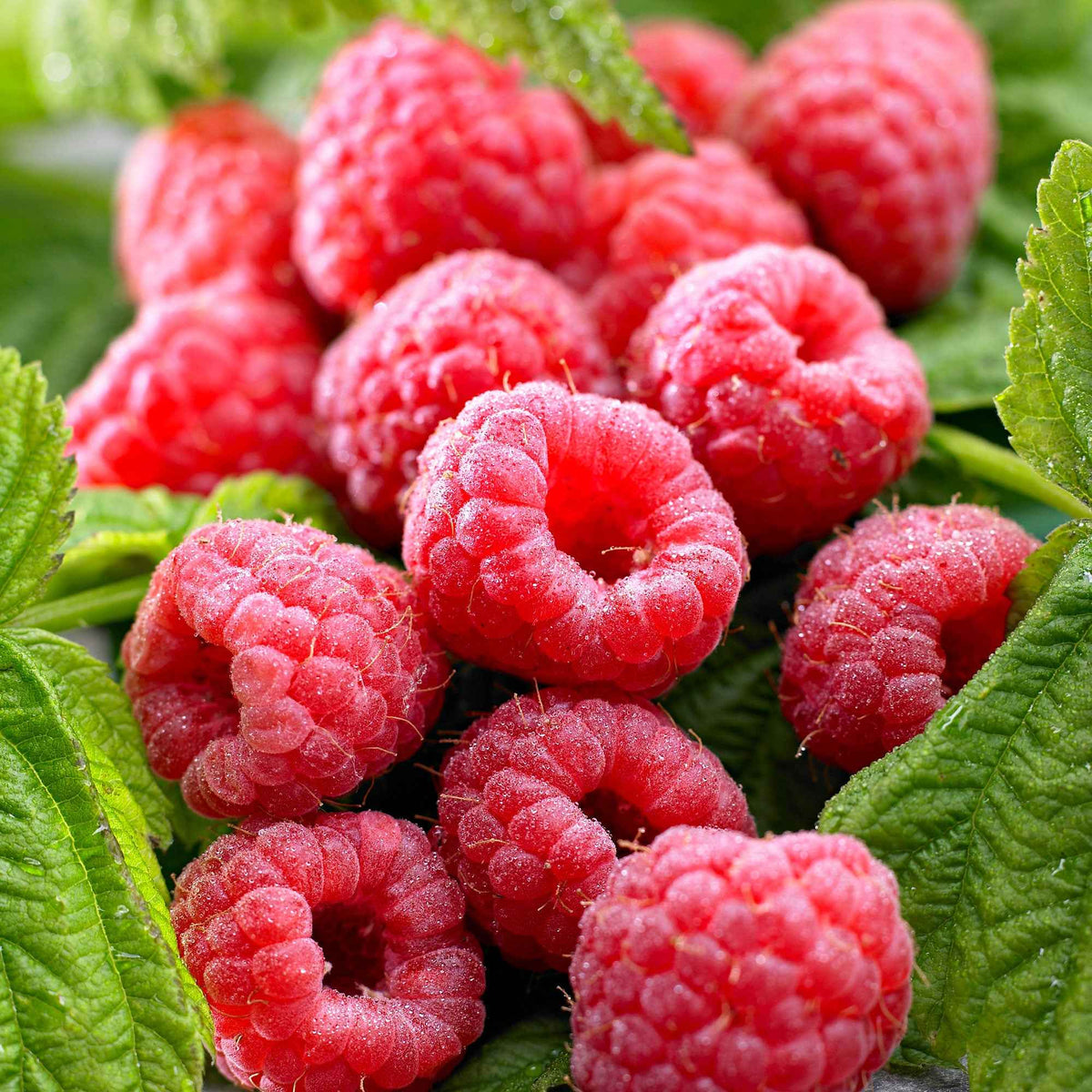 Himbeere ‘Twotimer Sugana Red’ - Willemse