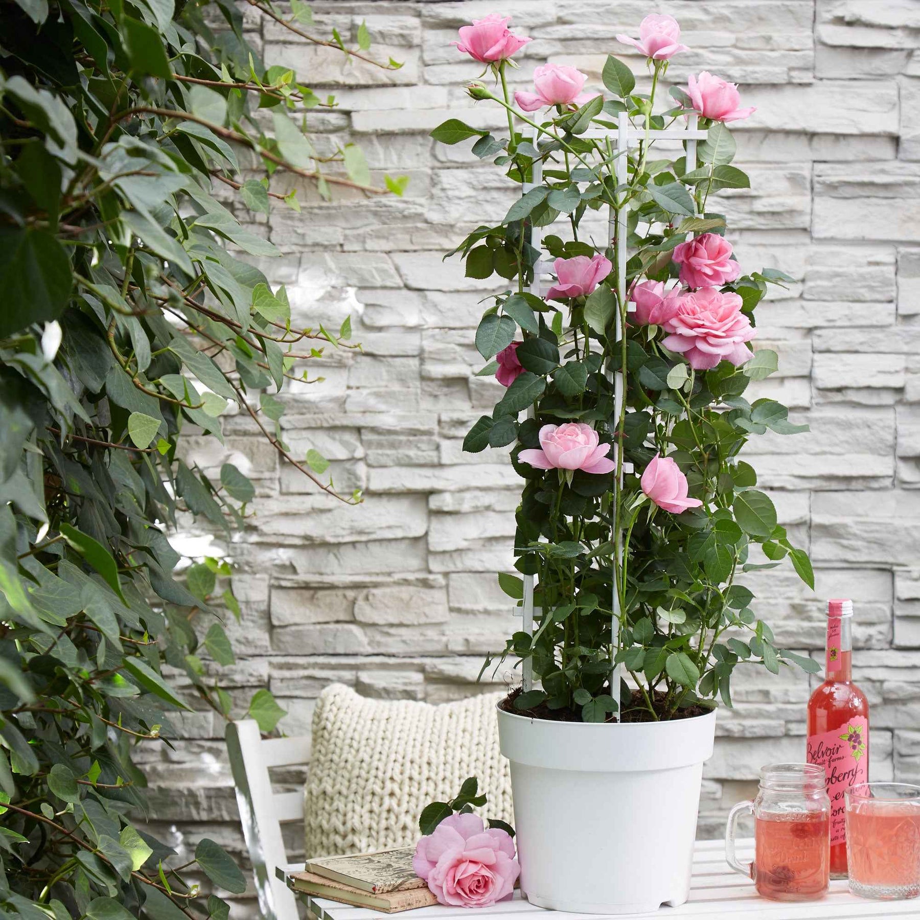 Kletterrose 'Crazy in Love' rosa - Willemse