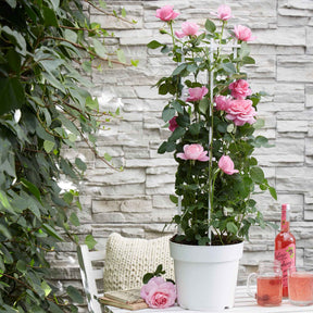 Kletterrose 'Crazy in Love' rosa - Willemse