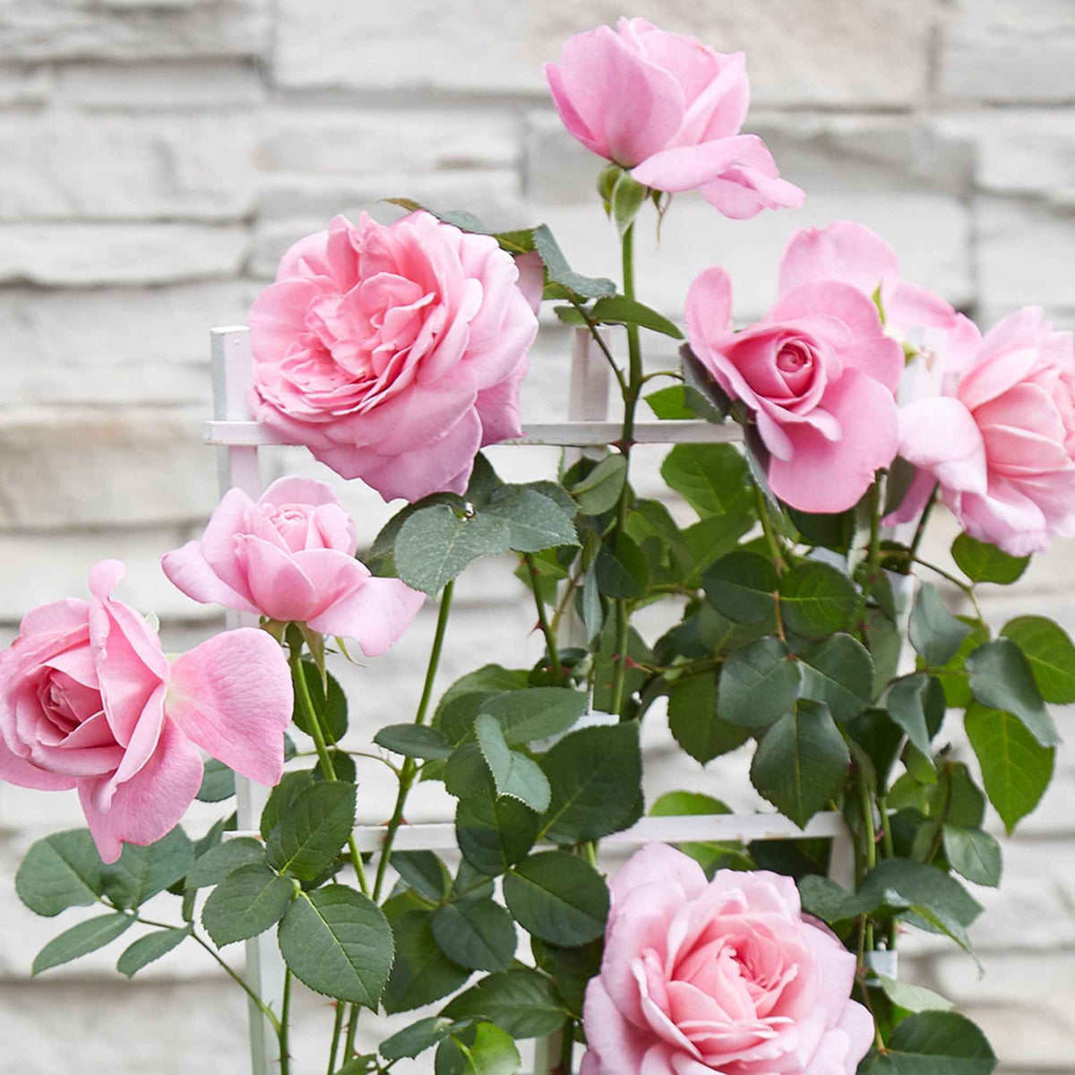 Kletterrose 'Crazy in Love' rosa - Rosa hybride 'crazy in love pink' - Willemse