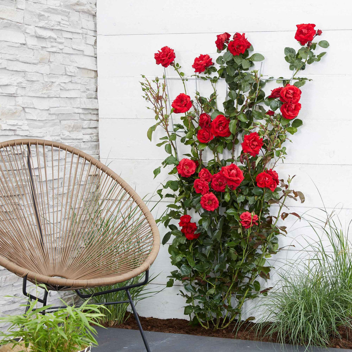 Kletterrose 'Crazy in Love' rot - Willemse