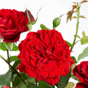 Kletterrose 'Crazy in Love' rot - Rosa hybride 'crazy in love red' - Willemse