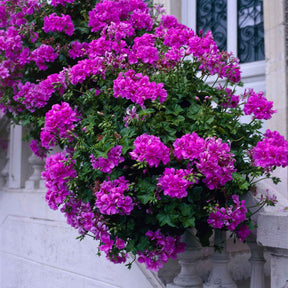 Stehende Geranie 'Dark Lilac' - Willemse
