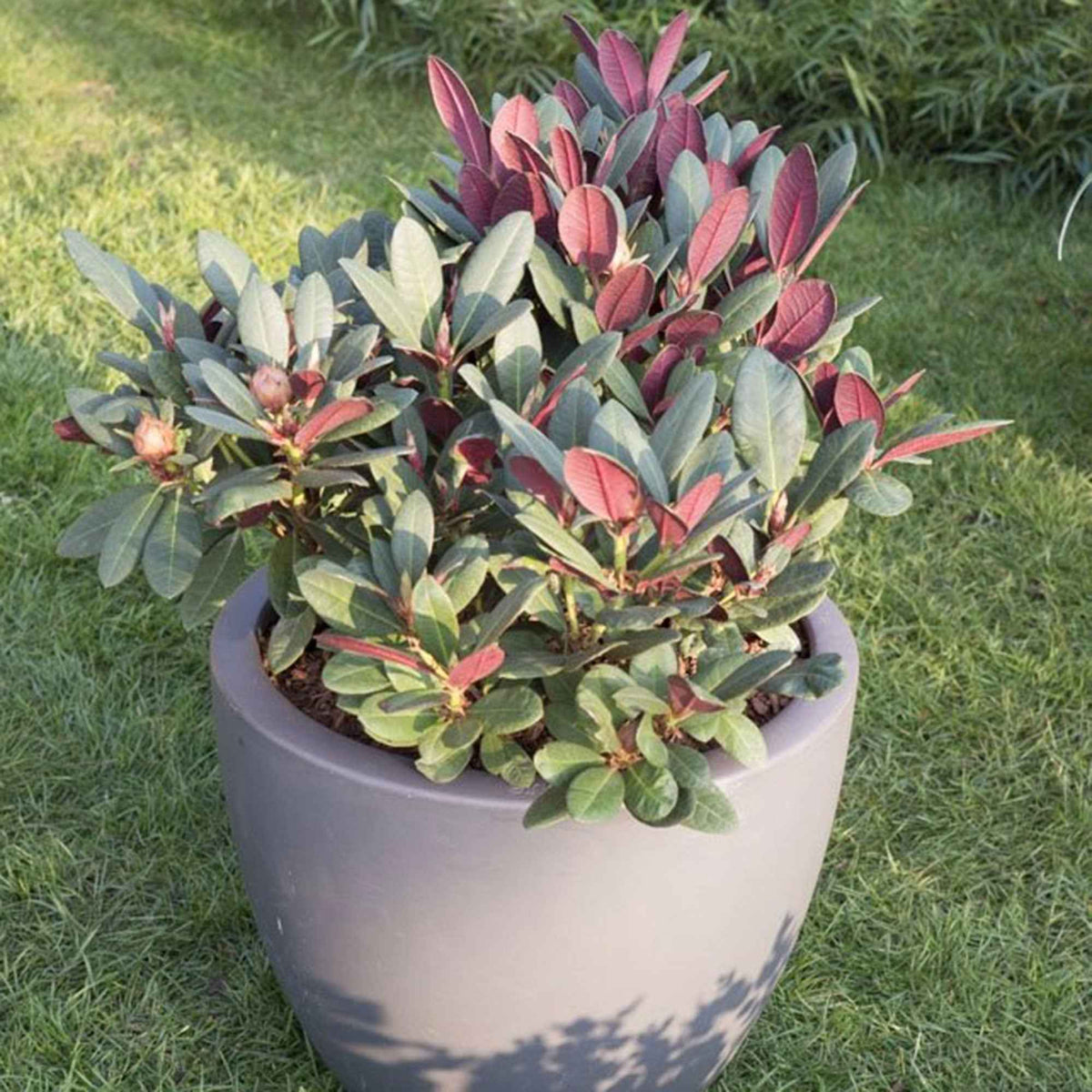Rhododendron 'Wine & Roses' - Rhododendron  Wine & Roses - Willemse