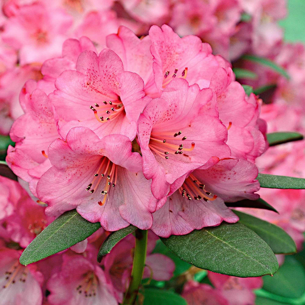 Rhododendron 'Wine & Roses' - Willemse