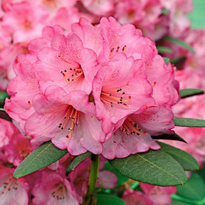 Rhododendron 'Wine & Roses' - Willemse