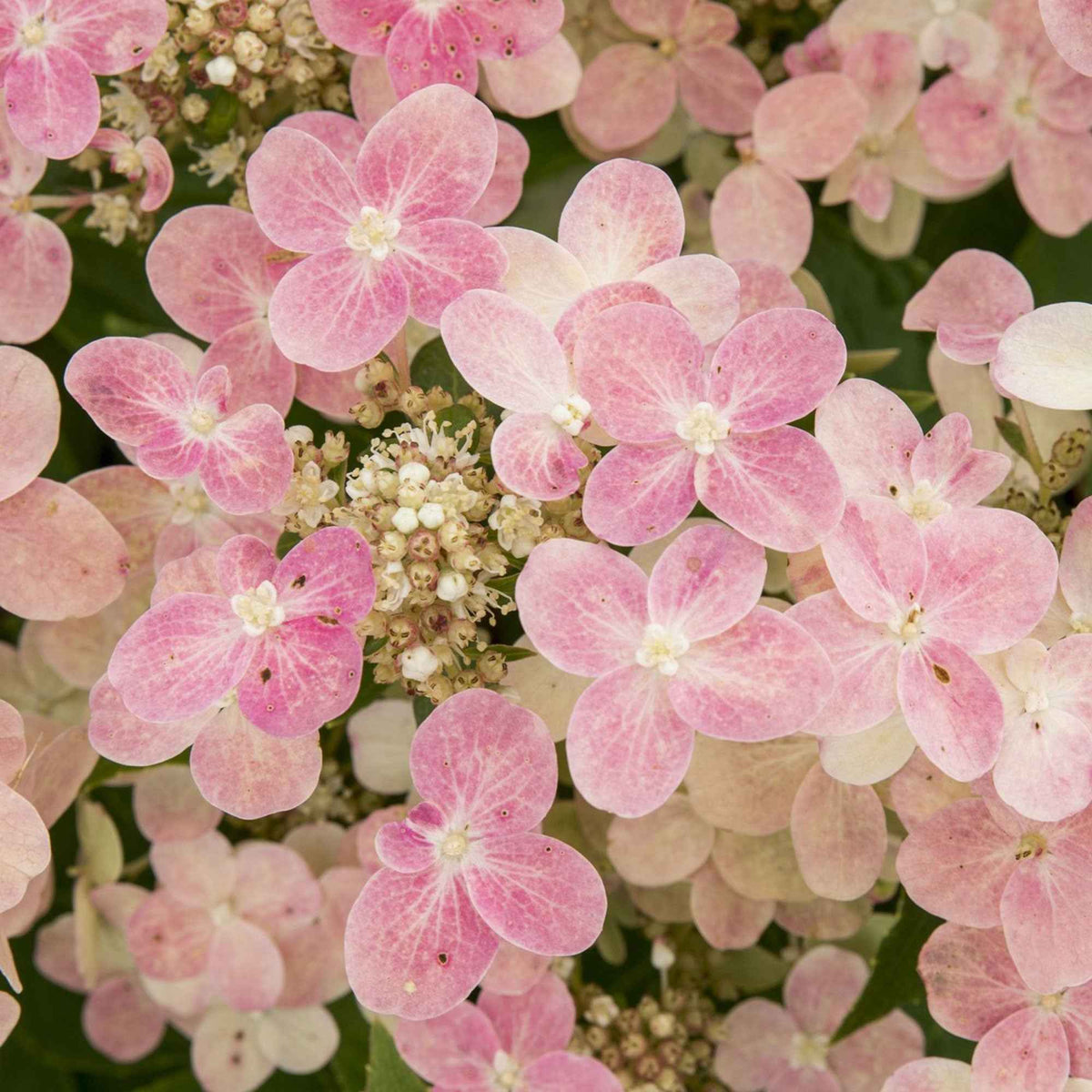 Rispenhortensie 'Switch Ophelia'® - Willemse