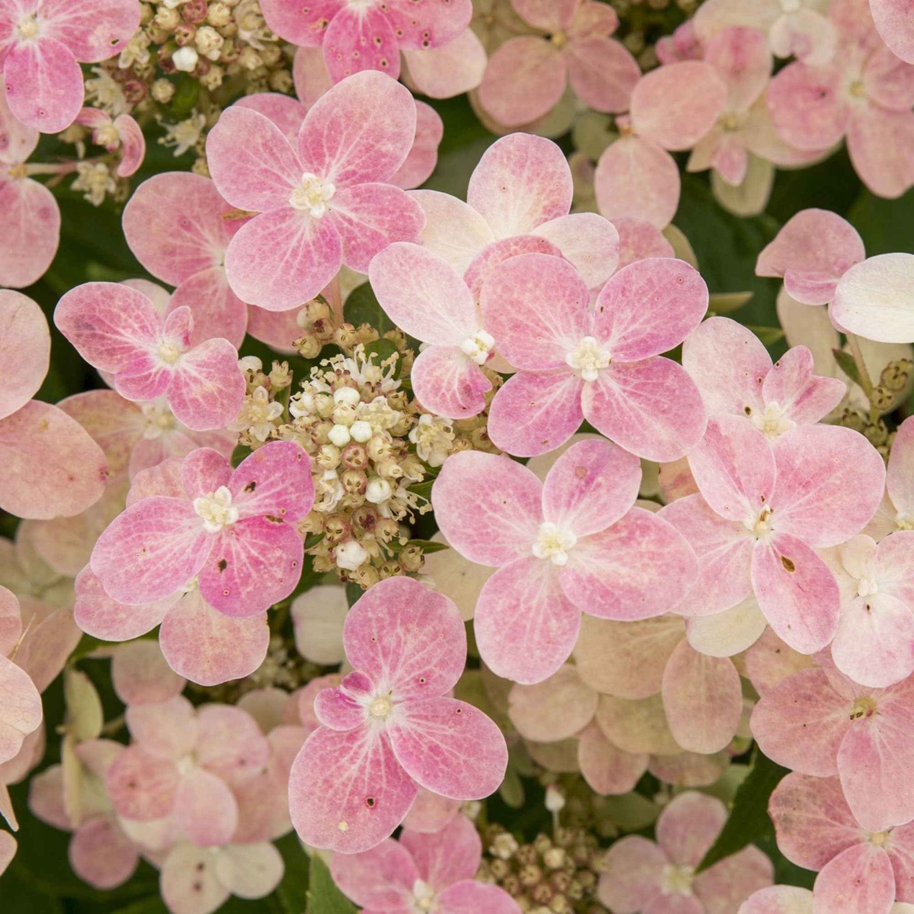 Rispenhortensie 'Switch Ophelia'® - Willemse
