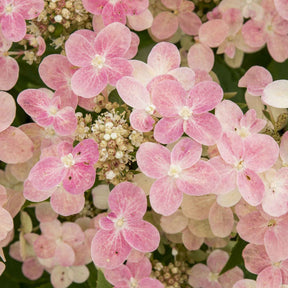 Rispenhortensie 'Switch Ophelia'® - Willemse