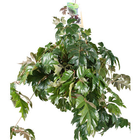 Zimmerrebe 'Ellen Danica' - Cissus ellen danica