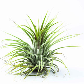Tillandsia ionantha ‘Druid’ - Willemse