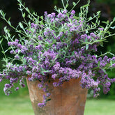 Zwerg-Sommerflieder ‘Unique’ (Buddleja davidii) - Willemse