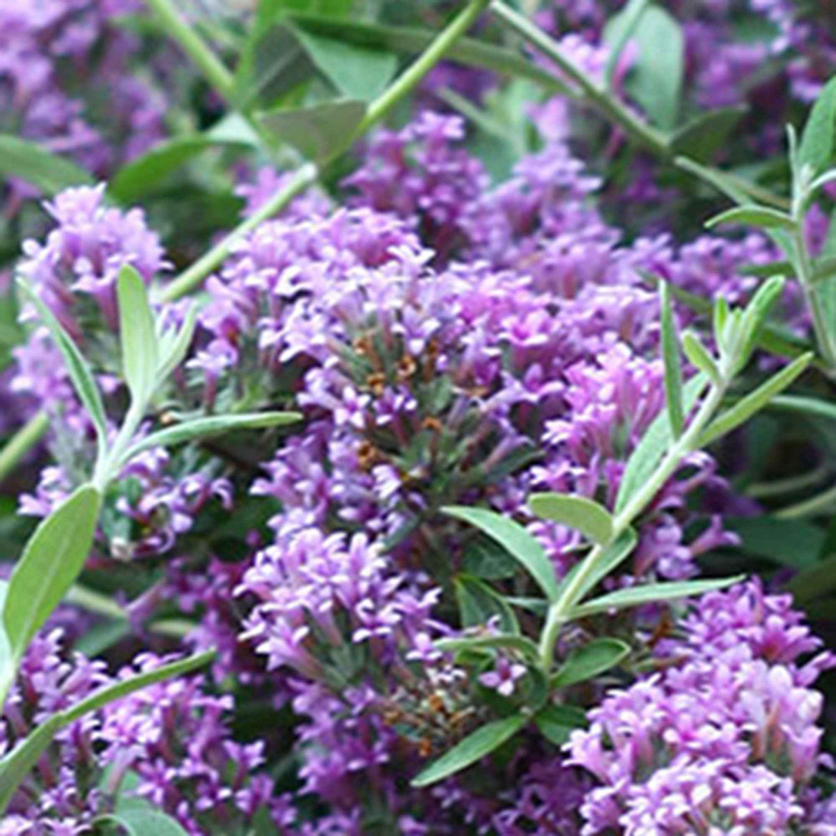 Zwerg-Sommerflieder ‘Unique’ (Buddleja davidii) - Buddleja alternifolia 'unique' - Willemse