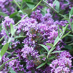 Zwerg-Sommerflieder ‘Unique’ (Buddleja davidii) - Buddleja alternifolia 'unique' - Willemse