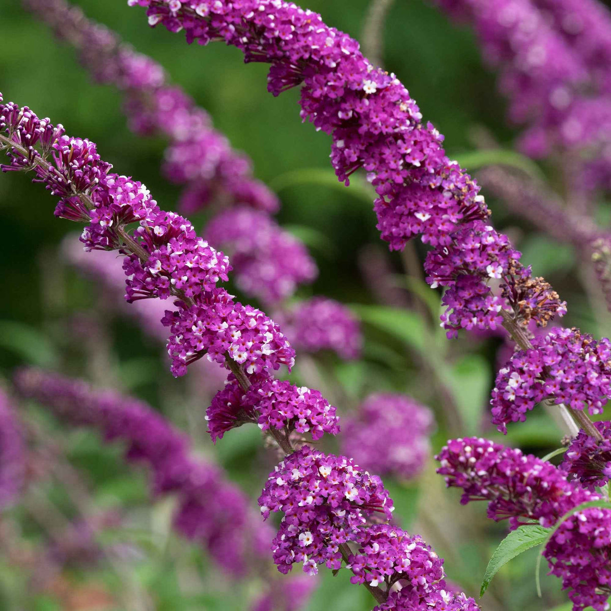 Sommerflieder 'Berries & Cream' - Willemse