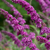Sommerflieder 'Berries & Cream' - Willemse