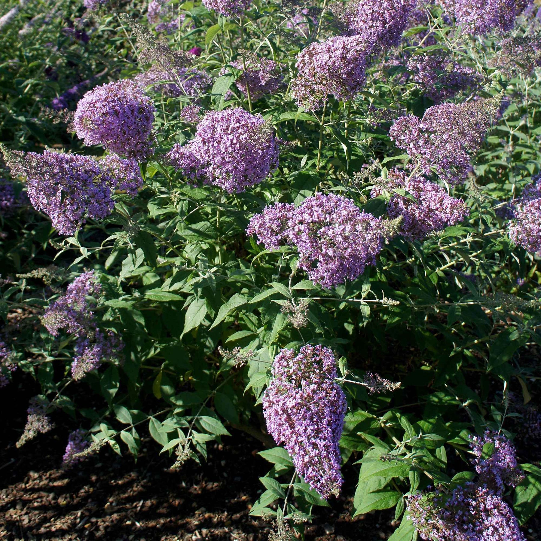 Schmetterlingsflieder 'Gulliver' - Willemse