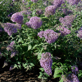 Schmetterlingsflieder 'Gulliver' - Willemse