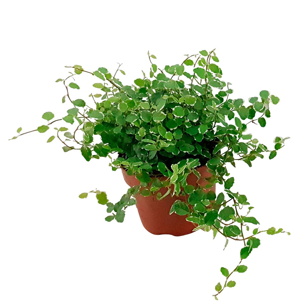 Kletterfeige 'White Sunny' - Ficus pumila white sunny