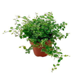Kletterfeige 'White Sunny' - Ficus pumila white sunny