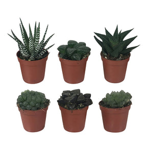 Haworthia Mischung - Hawortia minima - Kaktus