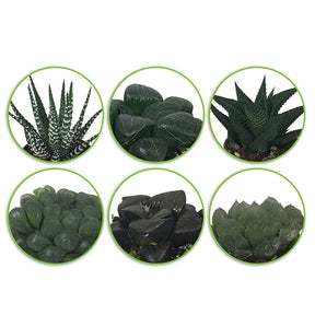 Haworthia Mischung - Hawortia minima