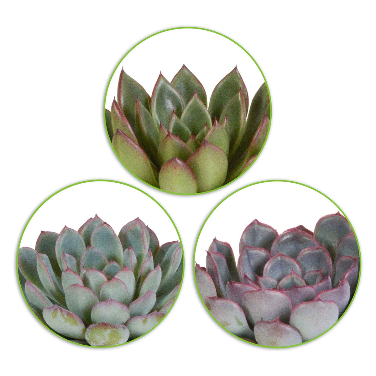 Sukkulente Echeveria Mischung (x3) -  echeveria 'apus' ,'mira' & 'hercules' - Willemse