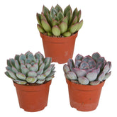 Sukkulente Echeveria Mischung (x3) - Willemse