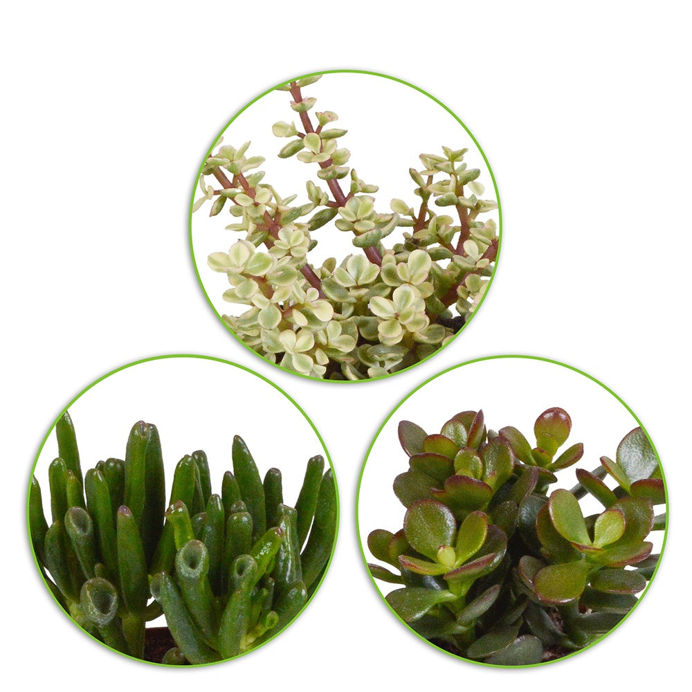 Sukkulente Crassula Mischung (x3) - Crassula 'Gollum', 'Afra', 'Minor' - Kaktus