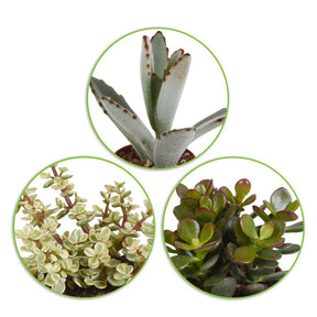 Sukkulenten Mischung - Crassula , 2 Echeveria , Portulacaria Afra, Kalanchoe Tomentosa