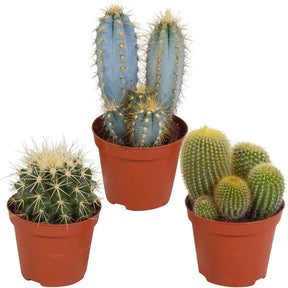 Kaktus Mischung (x3) -  eriocactus, pilosocereus, echinocactus