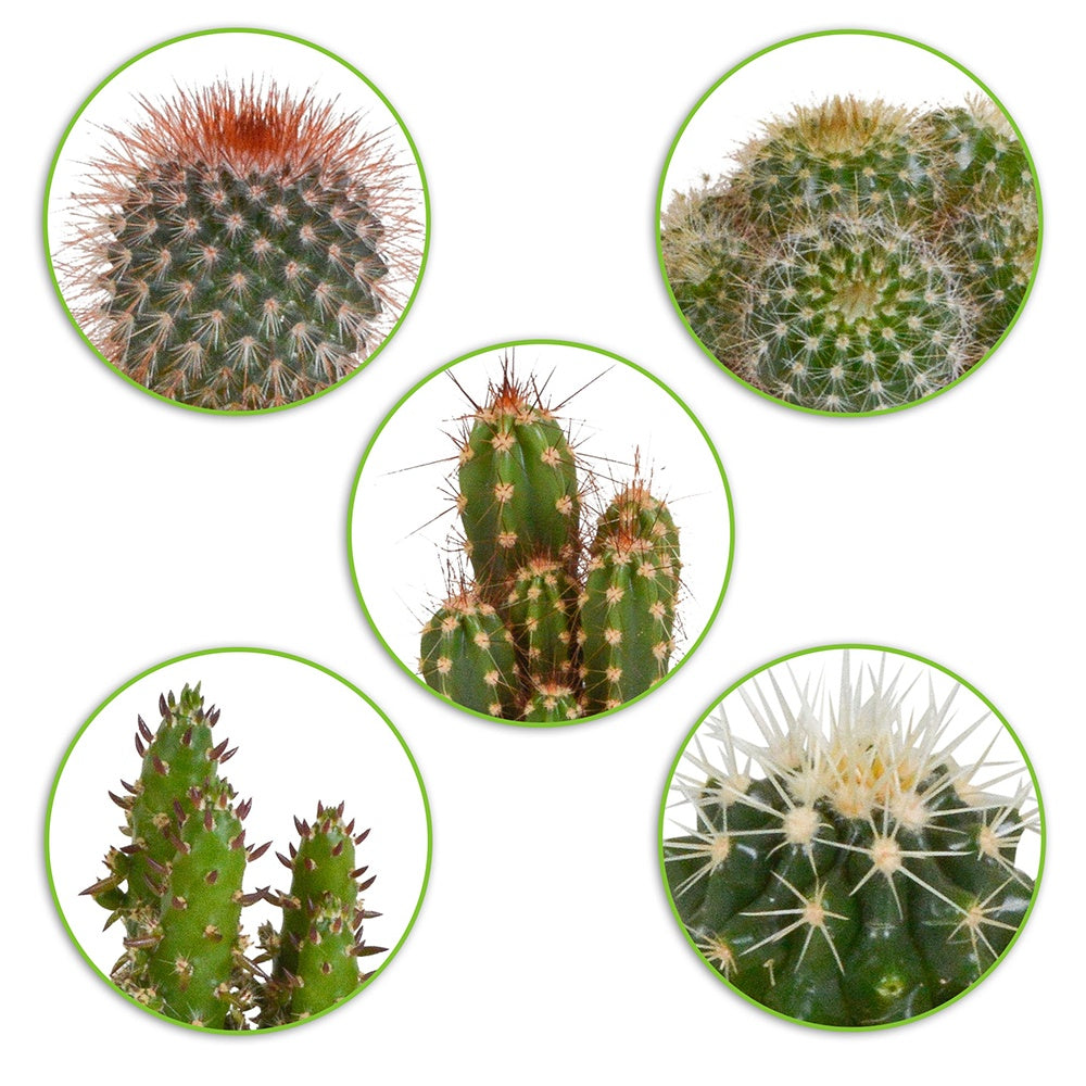 Kaktus Mischung (x5) -  mamilaria, echinicactus, eriocactus, opuntia & eriocactus