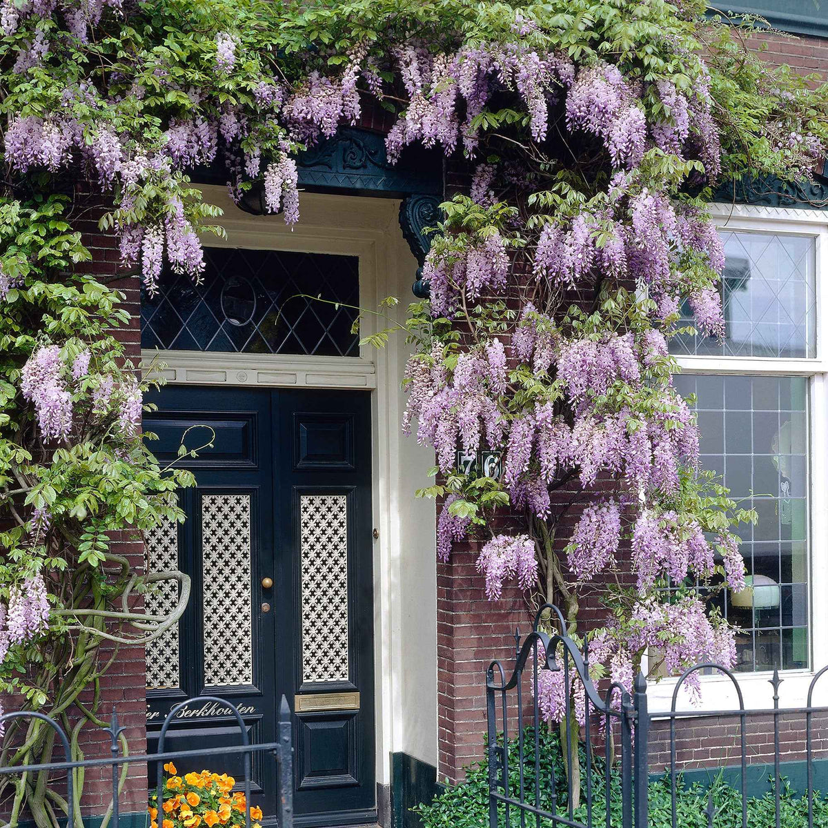 Blauregen 'Naga Noda' - Wisteria floribunda 'naga noda' - Willemse