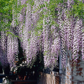 Blauregen 'Naga Noda' - Willemse