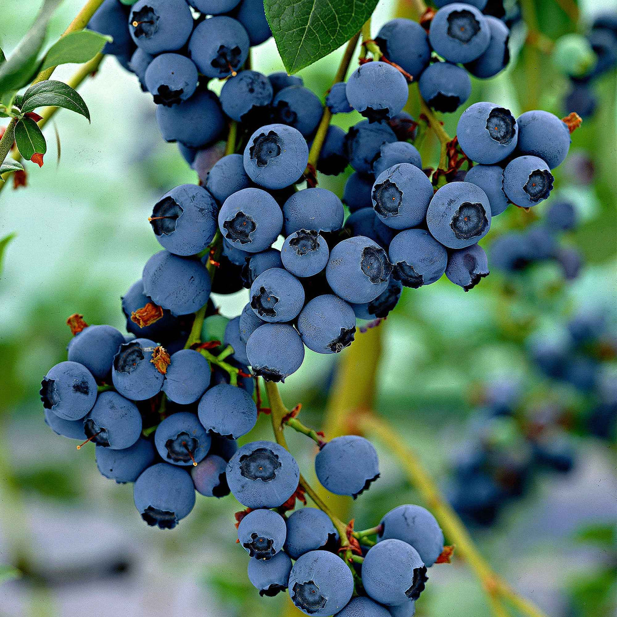 Blaubeere 'Little Blue Wonder' - Vaccinium corymbosum Little Blue Wonder - Willemse