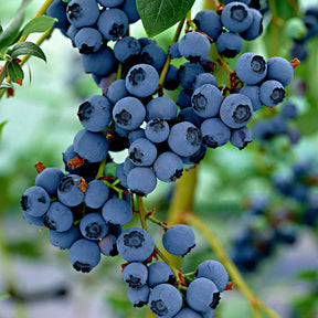 Blaubeere 'Little Blue Wonder' - Vaccinium corymbosum Little Blue Wonder - Willemse