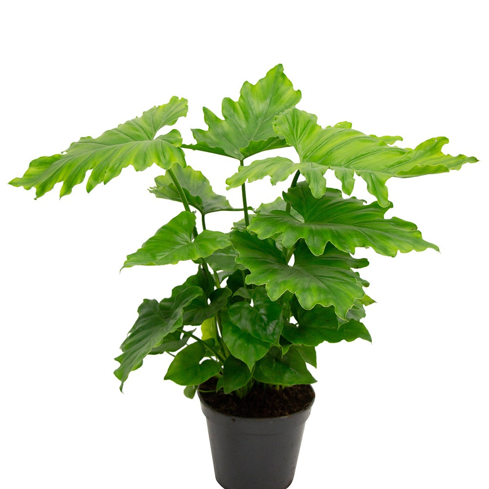 Baumfreund 'White Wave' - Philodendron shangri la