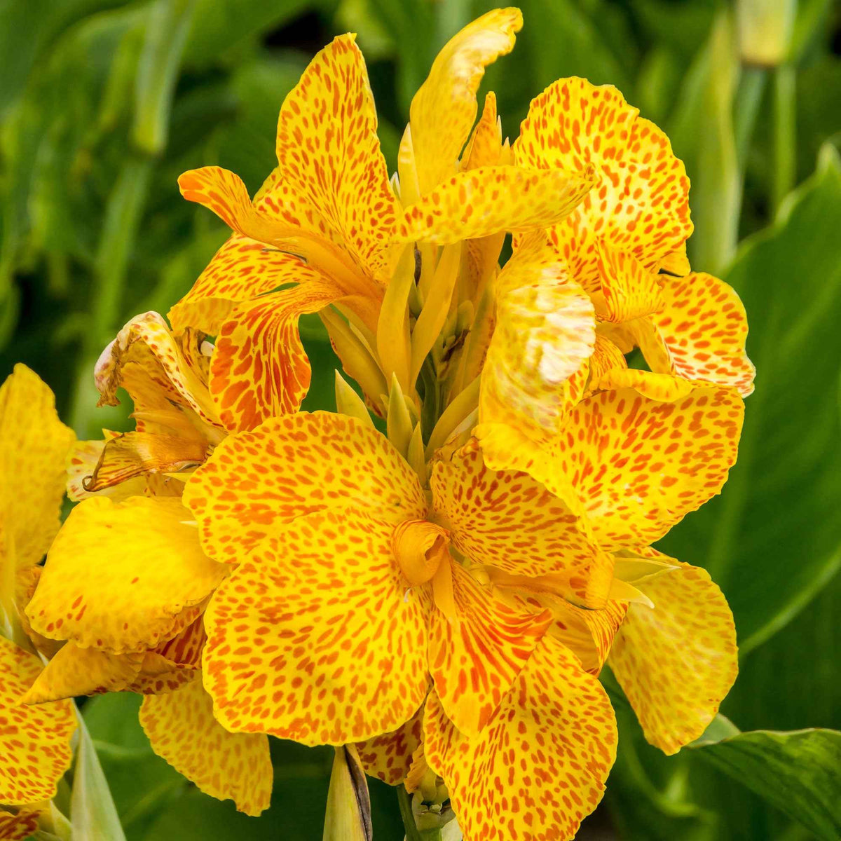 Indisches Blumenrohr 'Tropical Yellow' (x2) - Canna 'tropical yellow' - Willemse
