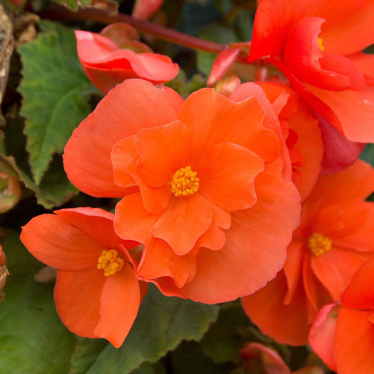 Knollenbegonie orange (x4) - Willemse