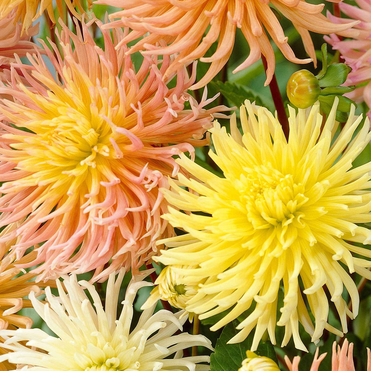 Dahlie 'Star' Mischung (x5) - Willemse