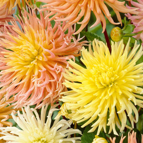 Dahlie 'Star' Mischung (x5) - Willemse