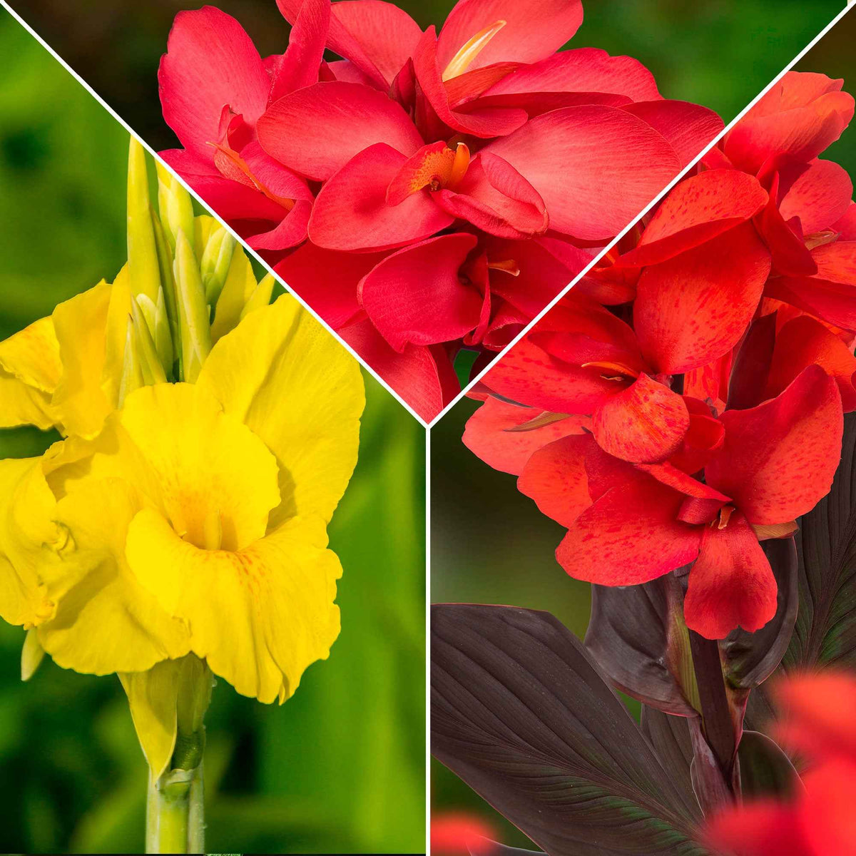 Indisches Blumenrohr Mischung (x5) - Willemse