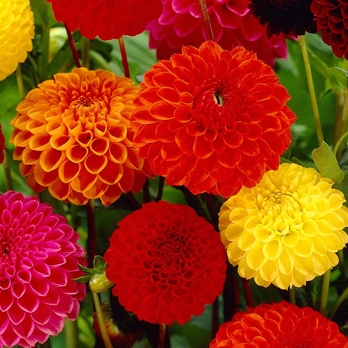 Pompon-Dahlien Bio Mischung (x5) - Willemse