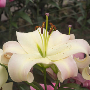 Lilie 'Pretty Woman' (x5) - Willemse