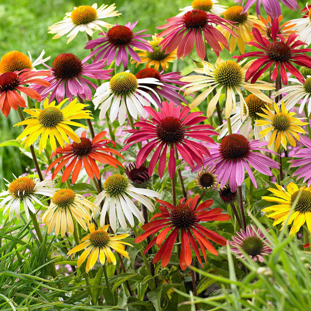 Sonnenhut + Rudbeckia 'Goldsturm' Mischung (x10) - Willemse