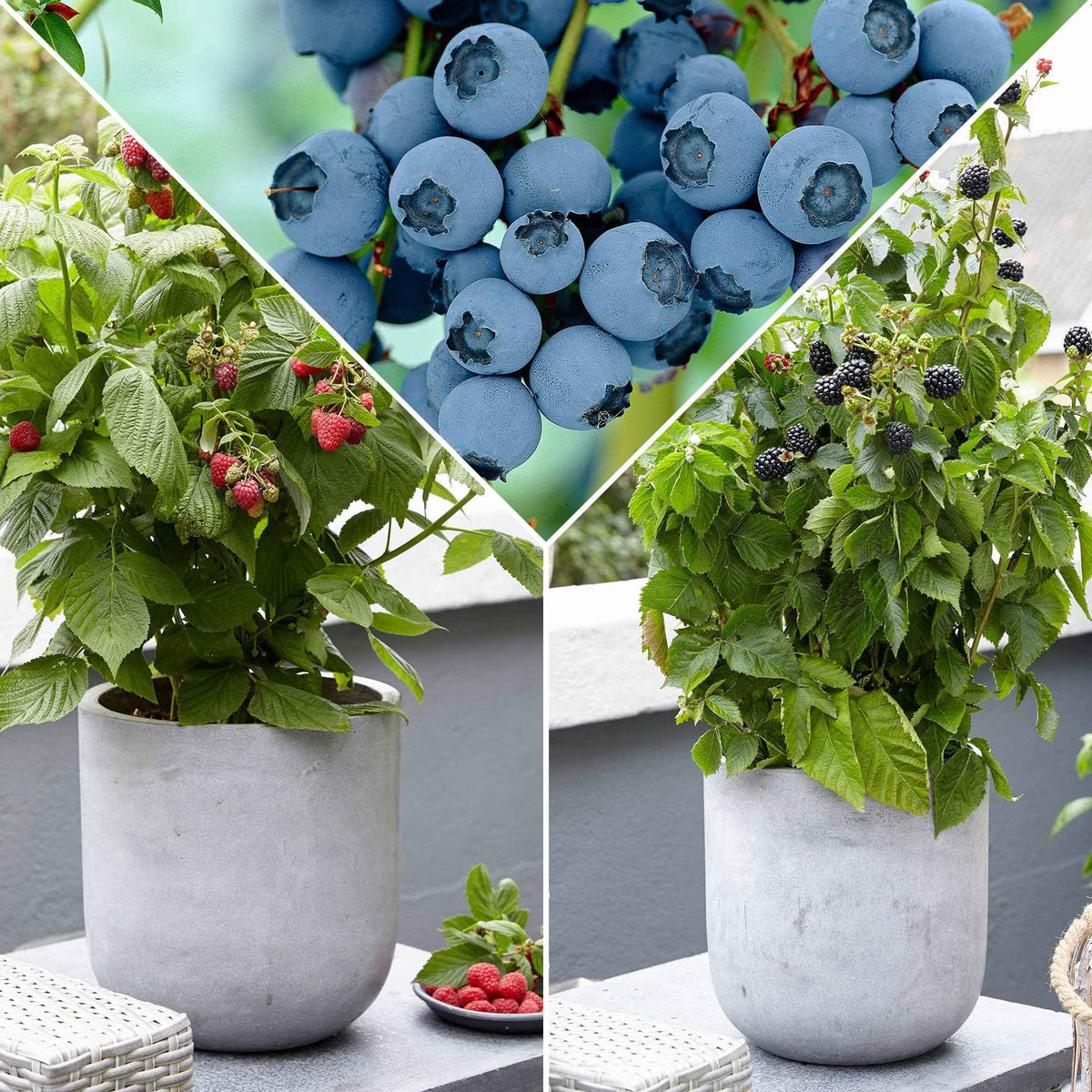 Zwerg-Obststrauch Mischung (Brombeere, Himbeere, Blaubeere) - Willemse