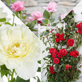 Duftende Kletterrosen Mischung (x3) - Rosa hybride - Willemse