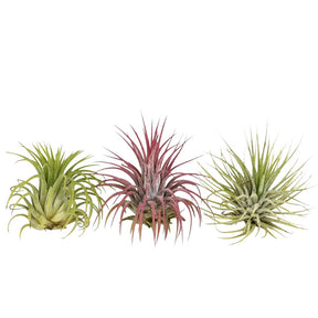 Tillandsia Mischung (x3) - Tillandsia - Tillandsien Luftpflanzen