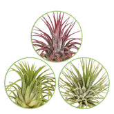 Tillandsia Mischung (x3) - Tillandsia